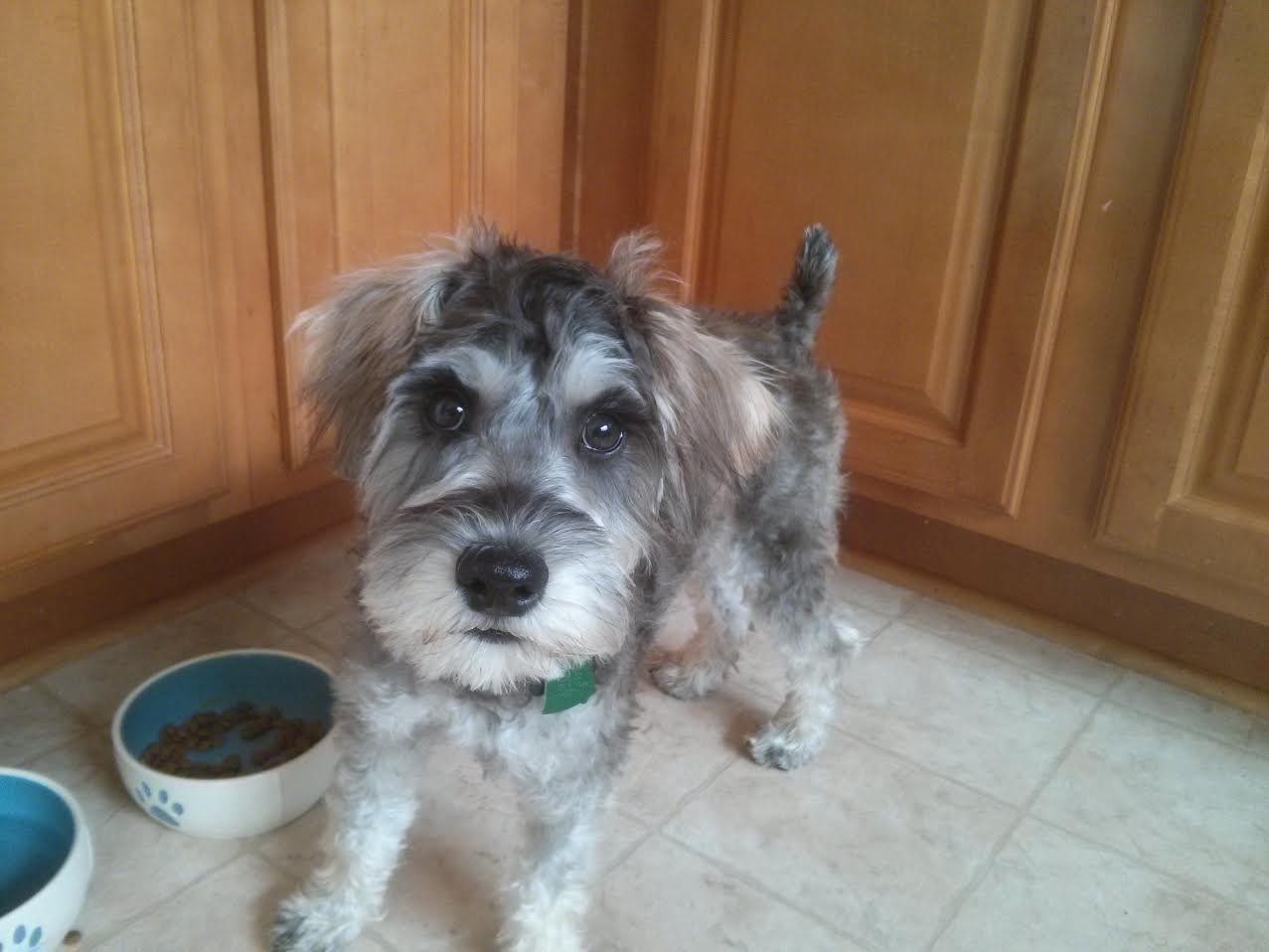 teddy bear schnoodle puppies